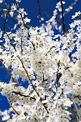 Image showing full-bloom fruit trees