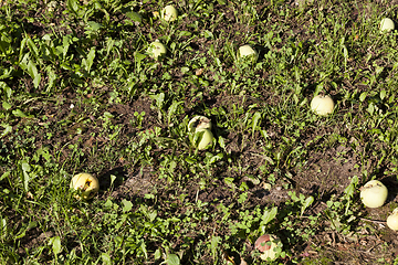 Image showing unripe green apples