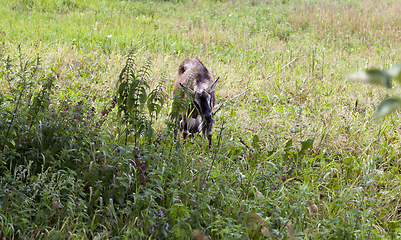 Image showing goat with dark hair