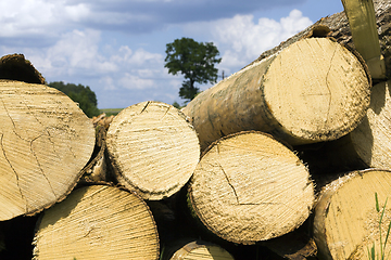 Image showing harvesting pine logs