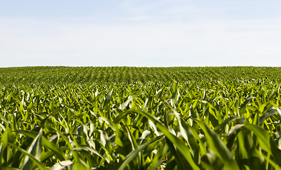 Image showing rows of green corn in Sunny weather