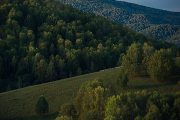 Image showing A herd of sheep in the Altai mountains.