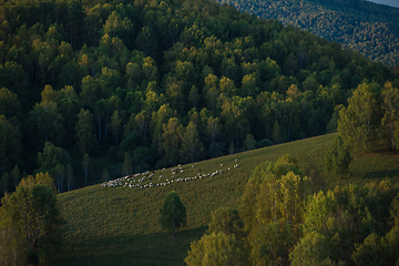 Image showing A herd of sheep in the Altai mountains.