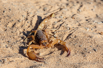 Image showing Scorpions walking in sand Botswana, Africa wildlife