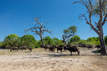 Image showing Cape Buffalo at Chobe, Botswana safari wildlife