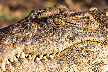 Image showing Nile Crocodile in Chobe river, Botswana