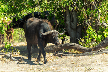 Image showing Cape Buffalo at Chobe, Botswana safari wildlife