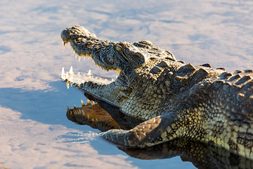 Image showing Nile Crocodile in Chobe river, Botswana