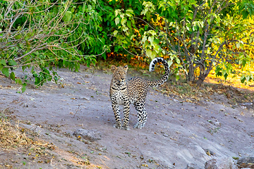 Image showing african leopard Chobe Botswana, Africa wildlife