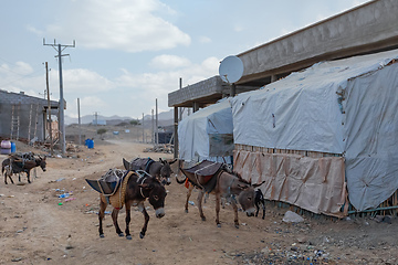 Image showing working donkey, Afar triangle region, Ethiopia