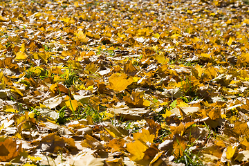 Image showing dry yellowed foliage