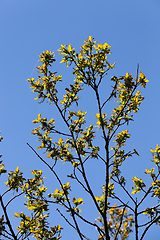 Image showing trees and plants