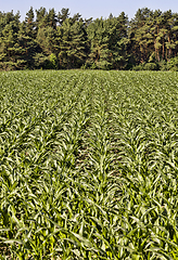 Image showing agricultural field with green corn
