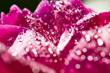 Image showing beautiful peony with drops