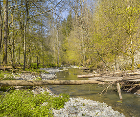 Image showing waterside scenery at spring time