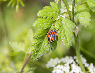 Image showing Italian striped bugs