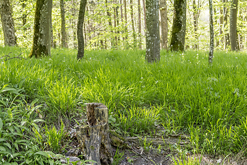 Image showing sunny forest scenery