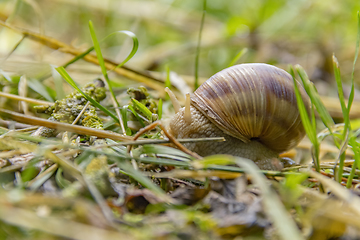 Image showing Roman snail closeup