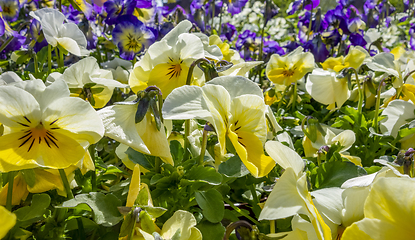 Image showing pansy flowers closeup