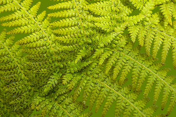 Image showing green fern frond closeup