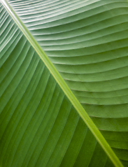 Image showing banana leaf closeup