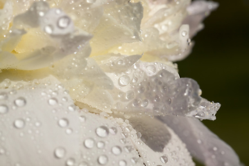 Image showing photo of a white peony