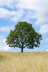 Image showing Lonely tree