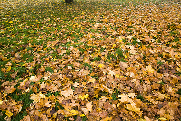 Image showing yellowed trees