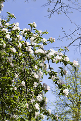 Image showing kinds of trees