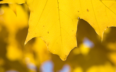 Image showing a large number of yellow maple leaves
