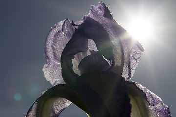 Image showing blue purple iris flower