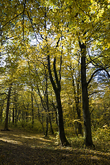 Image showing deciduous trees in the autumn