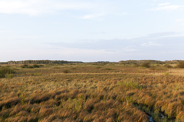 Image showing swamp and yellow grass