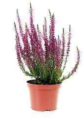 Image showing Heather