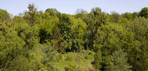 Image showing trees and plants