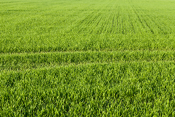 Image showing natural green grass