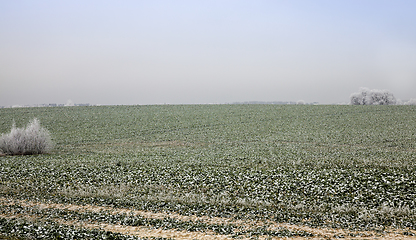 Image showing nature and plants