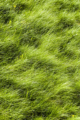 Image showing natural green grass