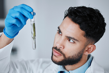 Image showing Science, test tube and man with leaf in laboratory for research, biology and study medicine. Healthcare, agriculture analysis and male scientist with plant sample for sustainable medical treatment