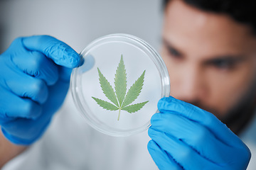 Image showing Science, medical marijuana and man with leaf in petri dish for research, biology and study medicine. Healthcare, laboratory and scientist with weed or cannabis for treatment, drugs and agriculture