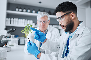 Image showing Science, cannabis and scientist with plant in laboratory for research, biology and study medicine. Healthcare, agriculture and men with weed or marijuana leaf for medical treatment, drugs or analysis