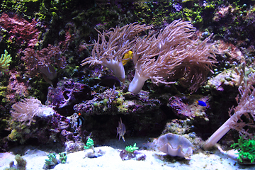 Image showing sea aquarium background