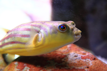 Image showing exotic sea fish 