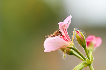 Image showing Bee, pink and flowers in nature for pollen, bug and sustainability in ecosystem with mockup space. Background, closeup and flying insect on floral plants in spring, environment and ivy garden outdoor