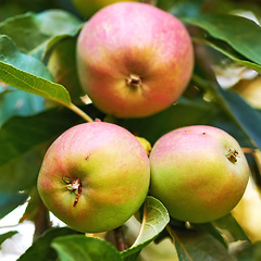 Image showing Apples, trees closeup and green plants in nature for growth, farming and agriculture or nutrition background. Red and green fruits on leaves grow in sustainable orchard for healthy food and harvest