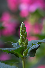 Image showing Nature, grass and closeup of flower in field for natural beauty, spring mockup and blossom. Countryside, plant background and zoom of bud for environment, ecosystem and flora growing in meadow