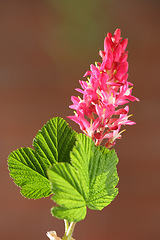 Image showing Nature, pink plant and closeup of flower for natural beauty, spring mockup and blossom. Countryside, blurred background and zoom of flowers for environment, ecosystem and flora growing in meadow