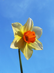 Image showing Blue sky, flower and closeup of yellow daffodil for natural beauty, spring mockup and blossom. Countryside, nature background and zoom of petals for environment, ecosystem and flora growing in meadow