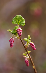 Image showing Nature, pink and closeup of flower for natural beauty, spring mockup and blossom. Countryside, plants background and blood currant branch for environment, ecosystem and flora growing in meadow