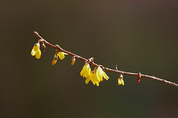 Image showing Nature, branch and closeup of yellow flower for natural beauty, spring mockup and blossom. Countryside, plant background and zoom of flowers for environment, ecosystem and flora growing in meadow